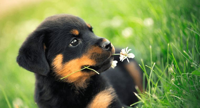 Par de crias de Rottweiler