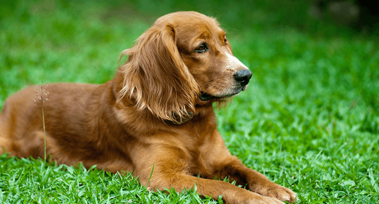 Filhote de golden retriever