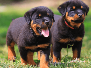 Par de crias de Rottweiler