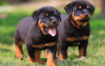 Par de crias de Rottweiler