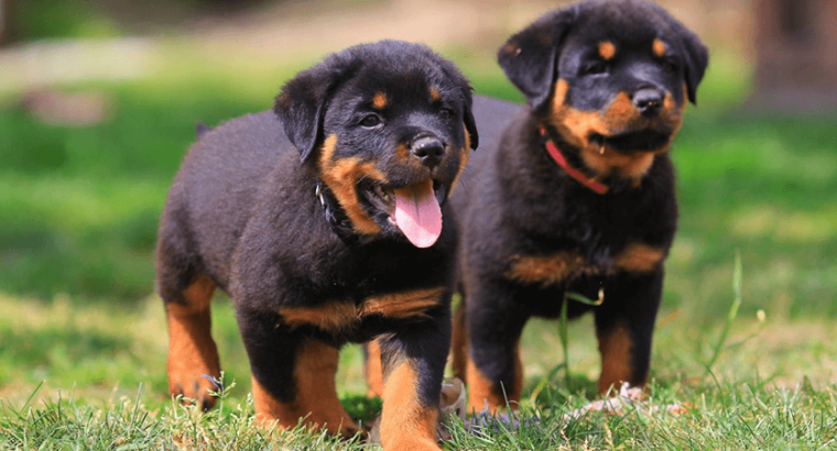 Par de crias de Rottweiler