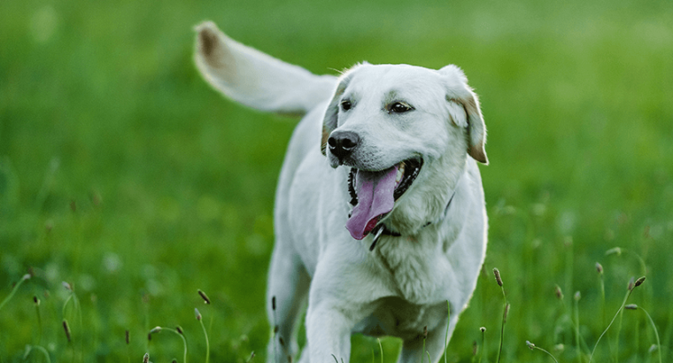 Filhote de golden retriever