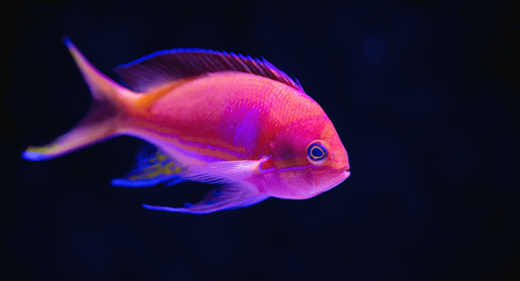 Peixe Tang Azul e Rosa