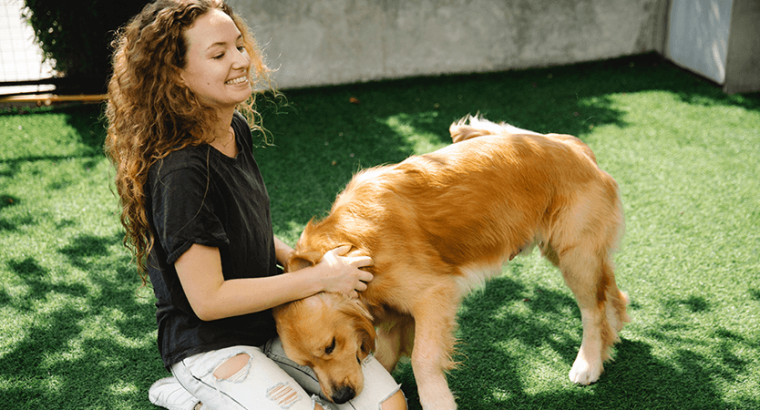 Filhote de golden retriever