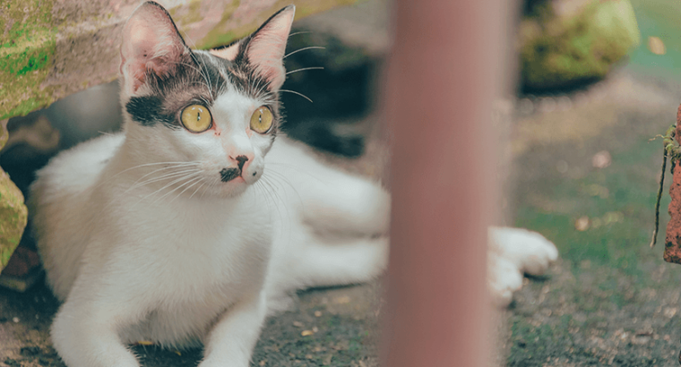 Gatinho persa