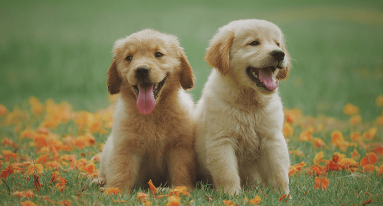 Filhote de golden retriever