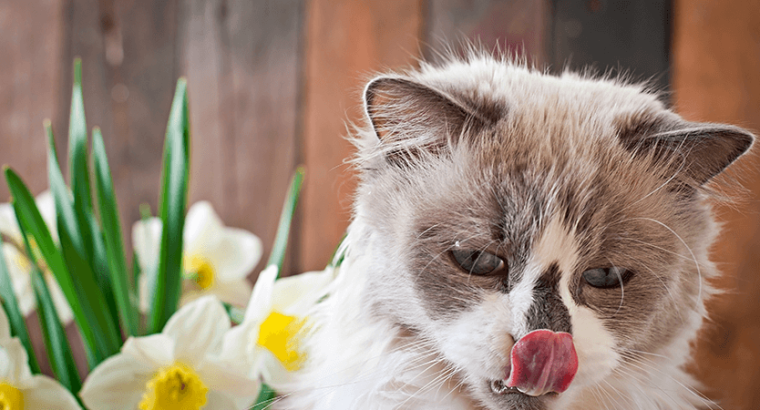 Gato filhote raça Ragdolls