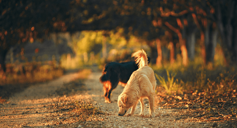 Filhote de golden retriever