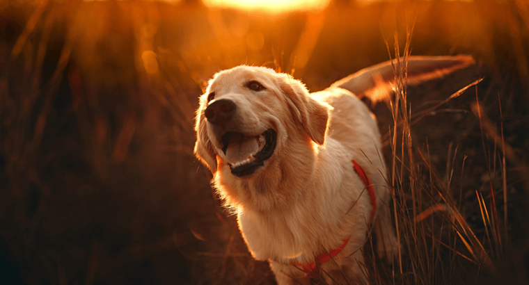 Filhote de golden retriever